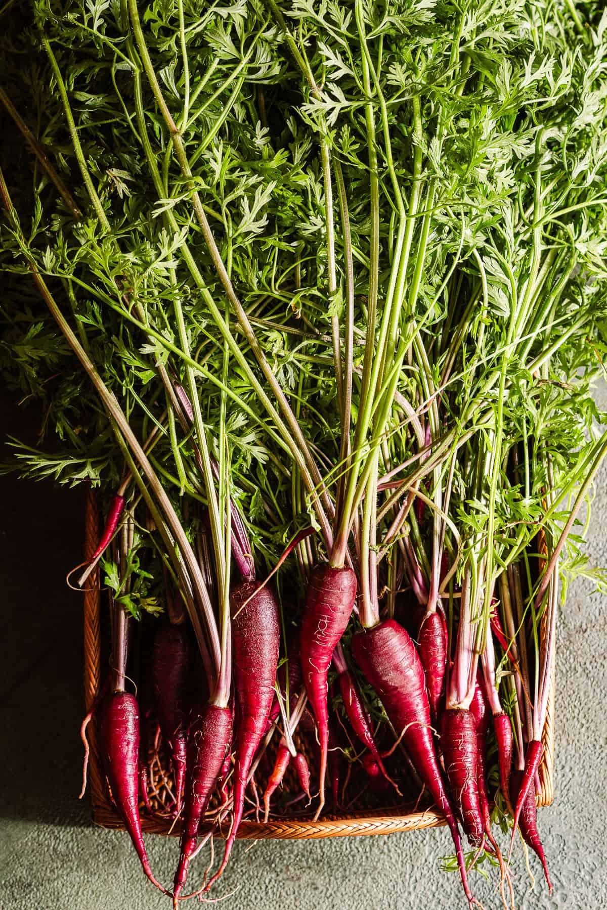 Basket full of freshly harvested cosmic purple carrots.