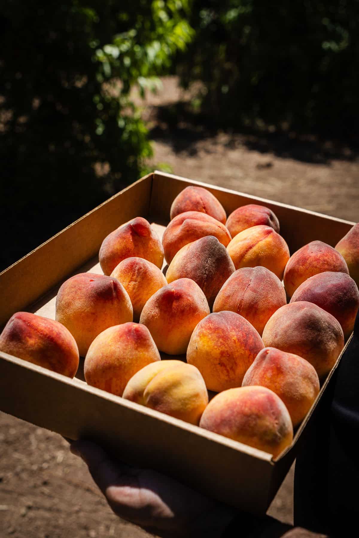 A box full of peaches at a peach orchard.