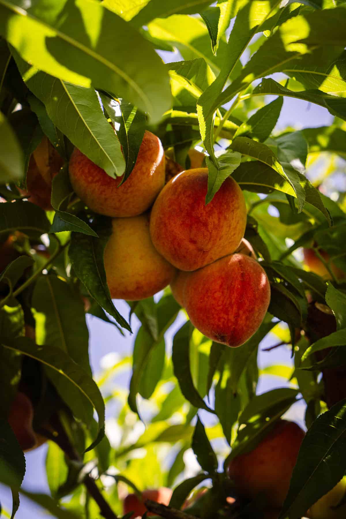 A bunch of peaches on a peach tree.