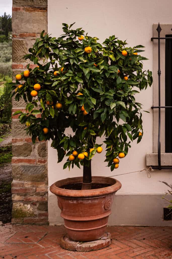 A potted citrus tree.