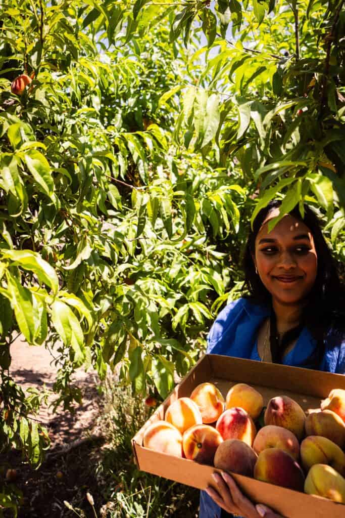 Shweta under the peach tree with a box of peaches.