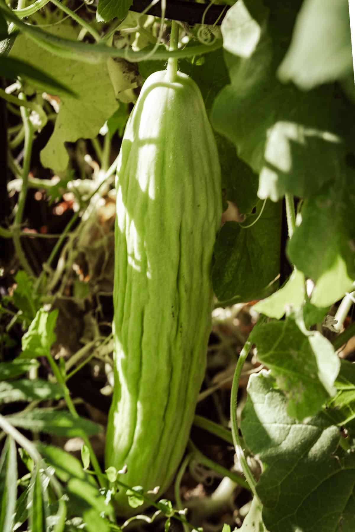 An Armenian cucumber growing amongst it's vines.