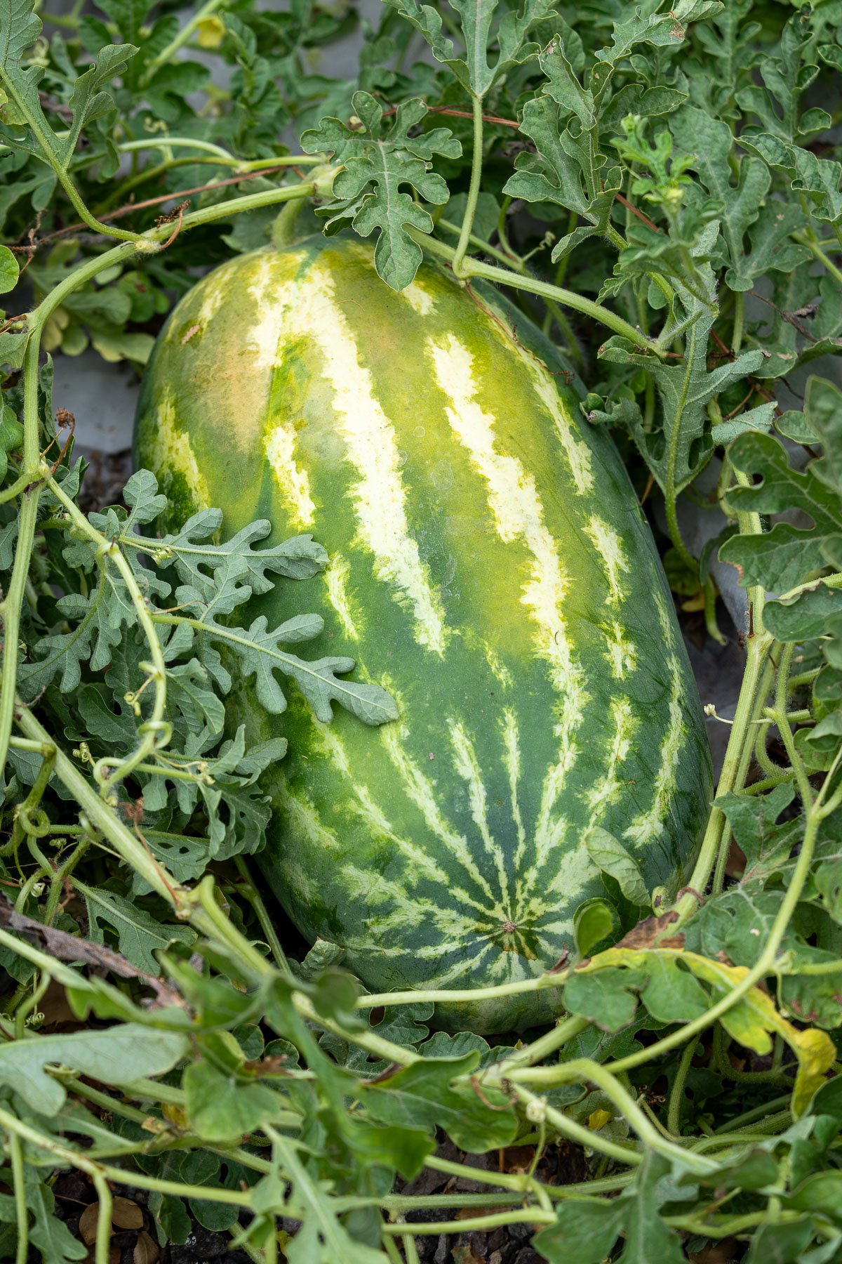 Watermelon in the middle of its vines.
